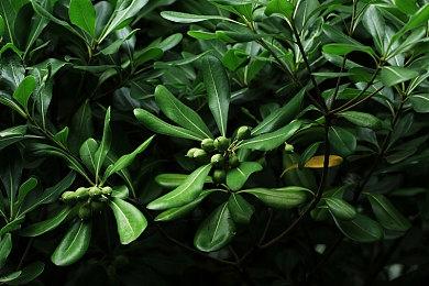 《荒野大镖客2》新MOD优化所有路人毛发材质效果